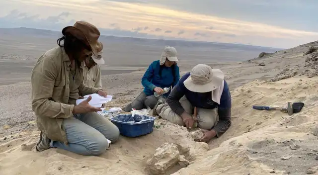 Paleontólogos peruanos revelan el origen de una nueva especie de lobo marino.