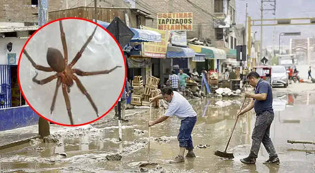Minsa advierte sobre la presencia de arañas venenosas en zonas afectadas por lluvias y huaicos.