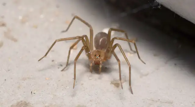 Lluvias y huaicos podrían cambiar el comportamiento de la "araña casera".