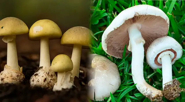 Estas son las alarmantes cifras de muertos por hongos venenosos en California.