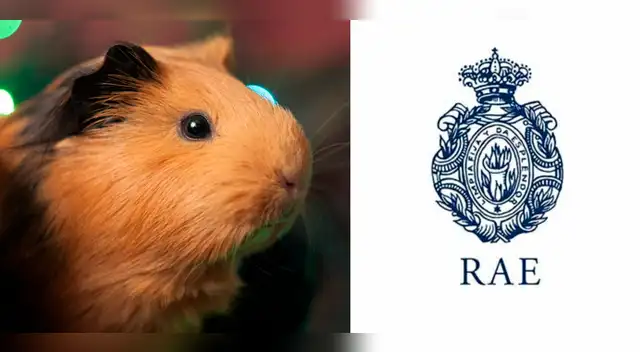 La RAE destaca al cuy peruano: esta es la forma correcta de escribir el nombre del superalimento andino