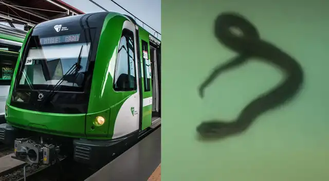 Reportan hallazgo de una serpiente en asientos del Metro de Lima y pasajeros viven momentos de terror.