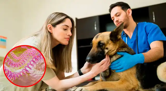 Bacteria mortal está contagiando a varios perros en California.