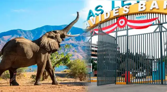 Elefantes están a un paso para volver a los zoológicos peruanos
