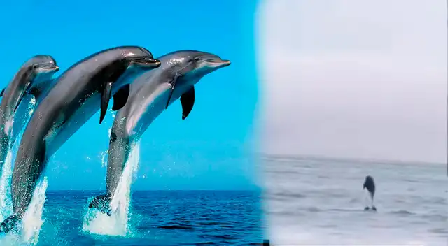 Vecinos reportan sorprendente avistamiento de delfines muy cerca de la orilla en La Herradura, Chorrillos