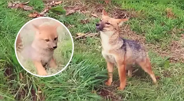 El famoso zorro Run Run ya es padre: familia vive en Cajamarca
