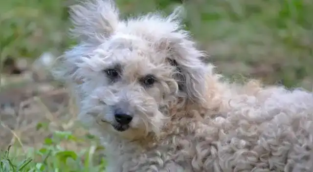 ¿Quién es el chaku cusqueño?: Origen, tradición y orgullo altoandino.