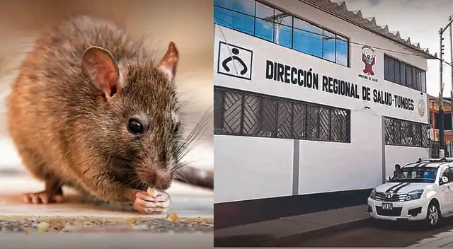 Victimas por Leptospirosis asciende a dos 2 fallecidos en Tumbes: ¿Cómo reconocer sus síntomas?