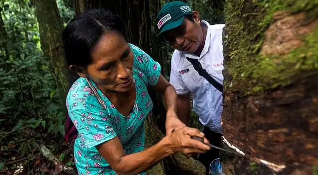 El Serfor presenta un innovador curso online para fortalecer capacidades en gestión forestal
