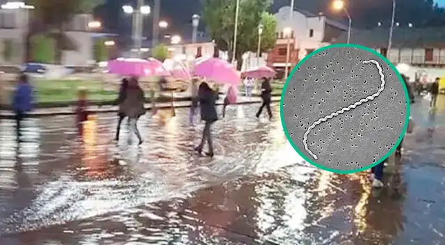 Extraña enfermedad avanza en PERÚ tras intensas lluvias: reportan muertos y casi 100 casos, según el Minsa