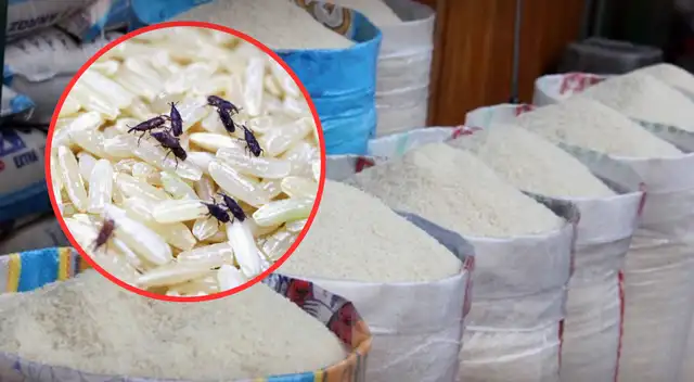 Peligroso insecto invade toneladas de arroz importado de Asia.