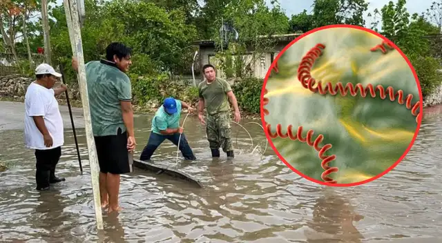 MINSA anuncia alerta sanitaria tras muertes por leptospirosis.