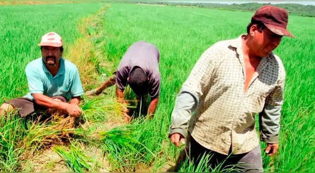 Productores de arroz lanzan ultimátum al Gobierno: declaran estado de emergencia o se van a paro indefinido.