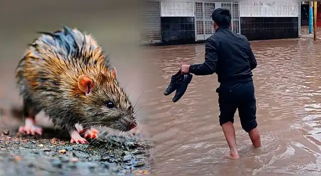 Incrementan los casos de falleidos por leptospirosis, según información del Instituto Nacional de Salud