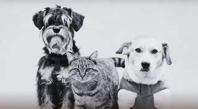 Esta ciudad del Perú solo permitirá tener una sola mascota en el hogar: ¿Qué pasará con los dueños?