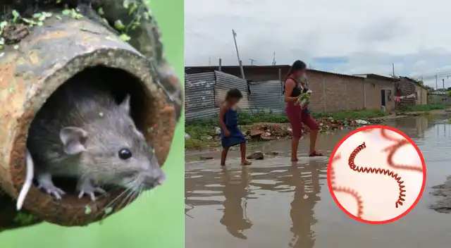 Leptospirosis en alerta: contagios y fallecidos se incrementan en tres regiones del Perú.