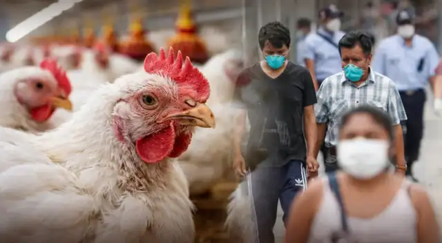 ¿La gripe aviar se contagia en humanos? Centro de Epidemiología del Perú revela INESPERADA respuesta.