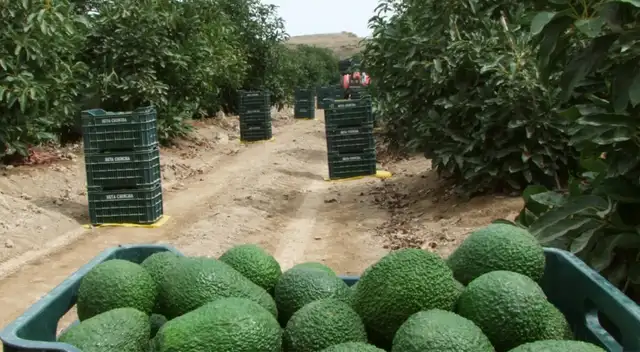 Las paltas se han vuelto en el “oro verde” del Perú Las paltas se han vuelto en el “oro verde” del Perú