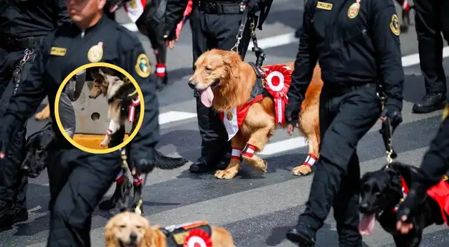 Pese a los reclamos del público, el personal continuó preparando a la delegación canina para su presentación. Pese a los reclamos del público, el personal continuó preparando a la delegación canina para su presentación.