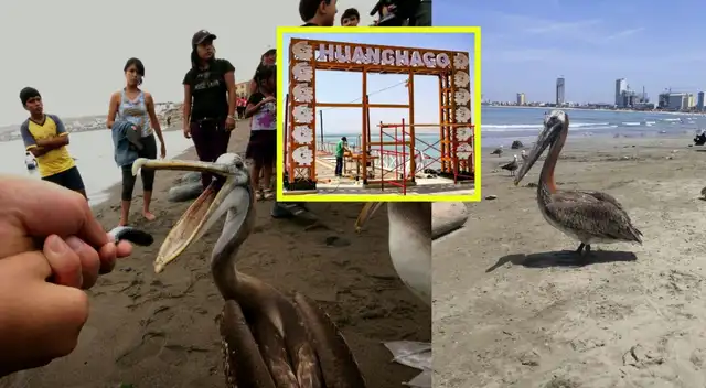 Según expertos, el cambio en la temperatura del mar está afectando los ecosistemas marinos. Según expertos, el cambio en la temperatura del mar está afectando los ecosistemas marinos.