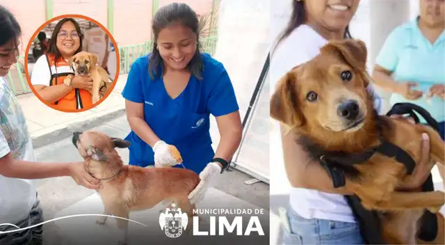 Perros y gatos recibirán atención veterinaria GRATIS este 11 de agosto: revisa el lugar y horario. Perros y gatos recibirán atención veterinaria GRATIS este 11 de agosto: revisa el lugar y horario.