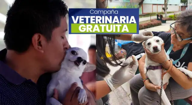 Veterinaria gratis para perros y gatos: revisa dónde será la campaña y qué servicios ofrecerán.