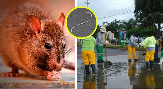 La leptospirosis deja 34 muertos y más de 1.000 hospitalizados en Perú. La leptospirosis deja 34 muertos y más de 1.000 hospitalizados en Perú.