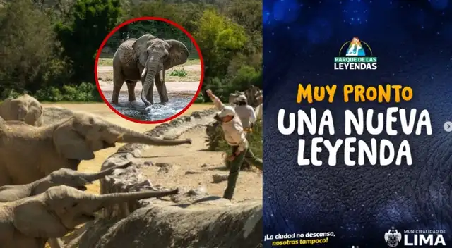 ¡LIMA LOS ESPERÓ 25 AÑOS! Dos enormes ELEFANTES están por llegar: esta es la fecha clave.