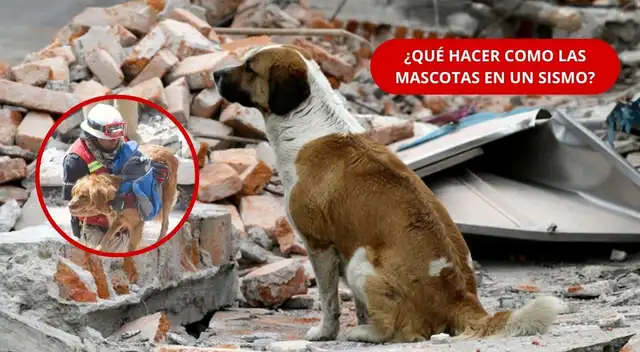 Un sismo puede ocurrir sin previo aviso y también poner en riesgo a perros y gatos. Conoce qué debe tener su mochila de emergencia y cómo preparar una evacuación segura.