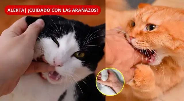 ¿Te arañó un gato? Revisa qué síntomas debes vigilar. ¿Te arañó un gato? Revisa qué síntomas debes vigilar.