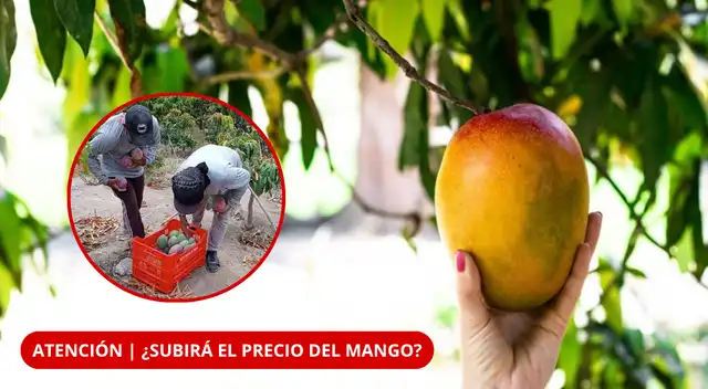 Calor, plagas y enfermedades: ¿qué pasará con la producción de mango en Perú?