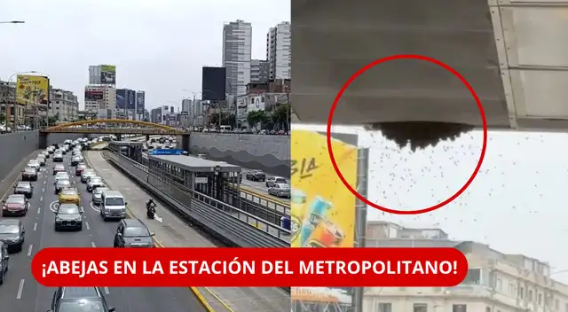 ALERTA EN EL METROPOLITANO: abejas obligaron al cierre de estación Ricardo Palma.