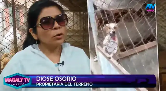 Grupo de animalista apoyan con sus recursos a animales. Grupo de animalista apoyan con sus recursos a animales.