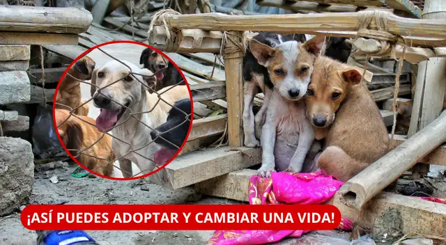 Perú tiene más de 6 millones de animales abandonados: cómo adoptar un perro y darle un hogar.