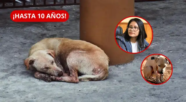 El proyecto, presentado por la diputada Nathaly Molina, busca modificar el artículo 206-A del Código Penal y todavía no está vigente. El proyecto, presentado por la diputada Nathaly Molina, busca modificar el artículo 206-A del Código Penal y todavía no está vigente.