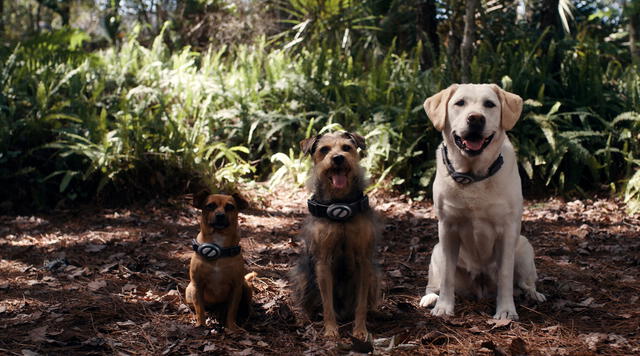 Así es como puedes ver Cachorros Espaciales en streaming.