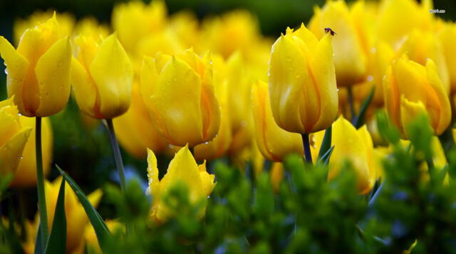  Los tulipanes amarillos simbolizan la esperanza en el amor. Foto: pxhere 