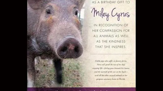 Miley Cyrus recibió un cerdo como regalo de cumpleaños.