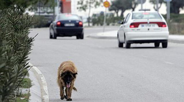 Animales atropellados en la carretera deberán ser socorridos.