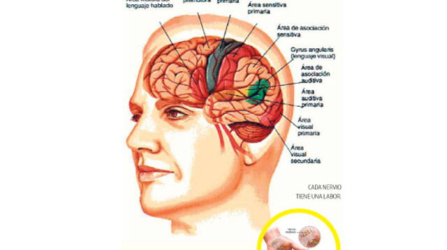 Todos los detalles de las funciones del sistema nervioso.