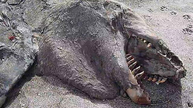 Hallan cadáver de monstruo de 10 metros en Nueva Zelanda.