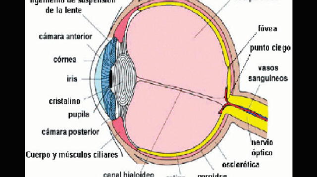  Esférico y simétrico. Así es el ojo, uno de los principales órganos del cuerpo humano. 