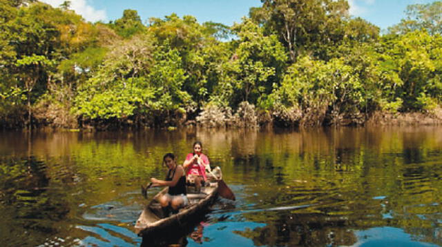 En la selva baja hay numerosas zonas conocidas como aguajales, llamadas así por ser el lugar donde crece la fruta aguaje. 