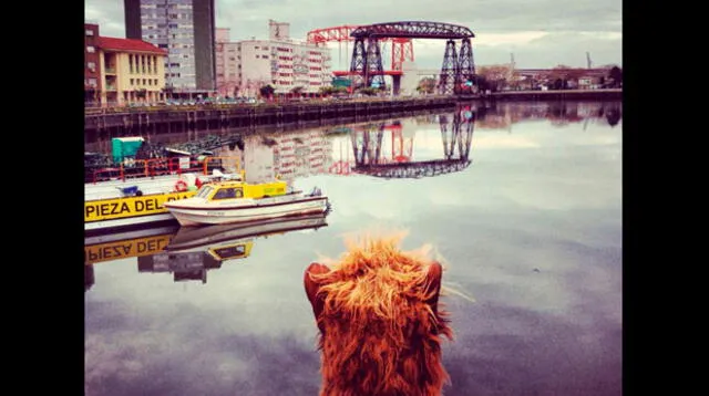 Alf se pasea por las calles de Buenos Aires.