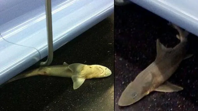 Insólito: Aparece un pequeño tiburón en el metro de Nueva York
