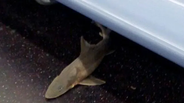 Insólito: Aparece un pequeño tiburón en el metro de Nueva York