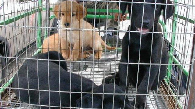 Inocentes animalitos son vendidos ilegalmente y en pésimas condiciones