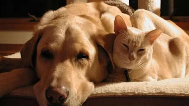 Extraño de donación de sangre de un perro a un gato