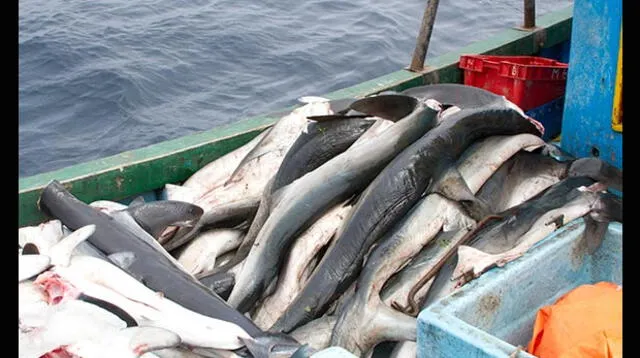 Mundo Azul revela indignantes imágenes de la cruel matanza de delfines y tiburones por parte de pescadores artesanales en el Perú