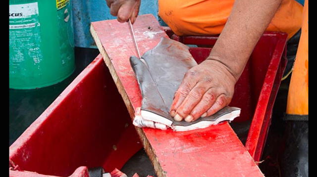 Mundo Azul revela indignantes imágenes de la cruel matanza de delfines y tiburones por parte de pescadores artesanales en el Perú